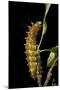 Saturnia Pyri (Giant Peacock Moth, Great Peacock Moth, Large Emperor Moth) - Caterpillar before Pup-Paul Starosta-Mounted Photographic Print