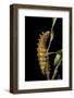 Saturnia Pyri (Giant Peacock Moth, Great Peacock Moth, Large Emperor Moth) - Caterpillar before Pup-Paul Starosta-Framed Photographic Print