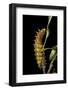 Saturnia Pyri (Giant Peacock Moth, Great Peacock Moth, Large Emperor Moth) - Caterpillar before Pup-Paul Starosta-Framed Photographic Print