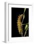 Saturnia Pyri (Giant Peacock Moth, Great Peacock Moth, Large Emperor Moth) - Caterpillar before Pup-Paul Starosta-Framed Photographic Print