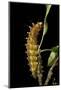 Saturnia Pyri (Giant Peacock Moth, Great Peacock Moth, Large Emperor Moth) - Caterpillar before Pup-Paul Starosta-Mounted Photographic Print