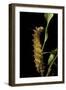 Saturnia Pyri (Giant Peacock Moth, Great Peacock Moth, Large Emperor Moth) - Caterpillar before Pup-Paul Starosta-Framed Photographic Print