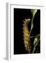 Saturnia Pyri (Giant Peacock Moth, Great Peacock Moth, Large Emperor Moth) - Caterpillar before Pup-Paul Starosta-Framed Photographic Print