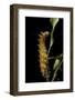 Saturnia Pyri (Giant Peacock Moth, Great Peacock Moth, Large Emperor Moth) - Caterpillar before Pup-Paul Starosta-Framed Photographic Print