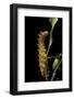 Saturnia Pyri (Giant Peacock Moth, Great Peacock Moth, Large Emperor Moth) - Caterpillar before Pup-Paul Starosta-Framed Photographic Print