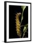 Saturnia Pyri (Giant Peacock Moth, Great Peacock Moth, Large Emperor Moth) - Caterpillar before Pup-Paul Starosta-Framed Photographic Print