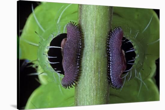 Saturnia Pyri (Giant Peacock Moth, Great Peacock Moth, Large Emperor Moth) - Caterpillar Prolegs-Paul Starosta-Stretched Canvas