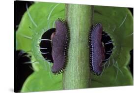 Saturnia Pyri (Giant Peacock Moth, Great Peacock Moth, Large Emperor Moth) - Caterpillar Prolegs-Paul Starosta-Stretched Canvas