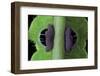 Saturnia Pyri (Giant Peacock Moth, Great Peacock Moth, Large Emperor Moth) - Caterpillar Prolegs-Paul Starosta-Framed Photographic Print