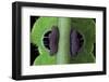 Saturnia Pyri (Giant Peacock Moth, Great Peacock Moth, Large Emperor Moth) - Caterpillar Prolegs-Paul Starosta-Framed Photographic Print