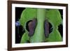 Saturnia Pyri (Giant Peacock Moth, Great Peacock Moth, Large Emperor Moth) - Caterpillar Prolegs-Paul Starosta-Framed Photographic Print