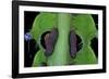 Saturnia Pyri (Giant Peacock Moth, Great Peacock Moth, Large Emperor Moth) - Caterpillar Prolegs-Paul Starosta-Framed Photographic Print