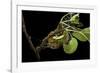 Saturnia Pyri (Giant Peacock Moth, Great Peacock Moth, Large Emperor Moth) - Caterpillar Spinning C-Paul Starosta-Framed Photographic Print