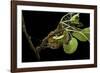 Saturnia Pyri (Giant Peacock Moth, Great Peacock Moth, Large Emperor Moth) - Caterpillar Spinning C-Paul Starosta-Framed Photographic Print