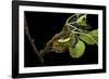 Saturnia Pyri (Giant Peacock Moth, Great Peacock Moth, Large Emperor Moth) - Caterpillar Spinning C-Paul Starosta-Framed Photographic Print