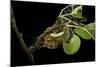 Saturnia Pyri (Giant Peacock Moth, Great Peacock Moth, Large Emperor Moth) - Caterpillar Spinning C-Paul Starosta-Mounted Photographic Print