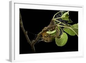 Saturnia Pyri (Giant Peacock Moth, Great Peacock Moth, Large Emperor Moth) - Caterpillar Spinning C-Paul Starosta-Framed Photographic Print