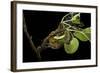 Saturnia Pyri (Giant Peacock Moth, Great Peacock Moth, Large Emperor Moth) - Caterpillar Spinning C-Paul Starosta-Framed Photographic Print