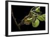 Saturnia Pyri (Giant Peacock Moth, Great Peacock Moth, Large Emperor Moth) - Caterpillar Spinning C-Paul Starosta-Framed Photographic Print