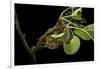 Saturnia Pyri (Giant Peacock Moth, Great Peacock Moth, Large Emperor Moth) - Caterpillar Spinning C-Paul Starosta-Framed Photographic Print