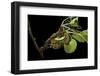 Saturnia Pyri (Giant Peacock Moth, Great Peacock Moth, Large Emperor Moth) - Caterpillar Spinning C-Paul Starosta-Framed Photographic Print