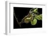 Saturnia Pyri (Giant Peacock Moth, Great Peacock Moth, Large Emperor Moth) - Caterpillar Spinning C-Paul Starosta-Framed Photographic Print