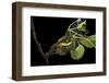 Saturnia Pyri (Giant Peacock Moth, Great Peacock Moth, Large Emperor Moth) - Caterpillar Spinning C-Paul Starosta-Framed Photographic Print