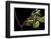 Saturnia Pyri (Giant Peacock Moth, Great Peacock Moth, Large Emperor Moth) - Caterpillar Spinning C-Paul Starosta-Framed Photographic Print