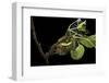 Saturnia Pyri (Giant Peacock Moth, Great Peacock Moth, Large Emperor Moth) - Caterpillar Spinning C-Paul Starosta-Framed Photographic Print