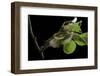 Saturnia Pyri (Giant Peacock Moth, Great Peacock Moth, Large Emperor Moth) - Caterpillar Spinning C-Paul Starosta-Framed Photographic Print