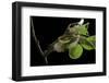 Saturnia Pyri (Giant Peacock Moth, Great Peacock Moth, Large Emperor Moth) - Caterpillar Spinning C-Paul Starosta-Framed Photographic Print