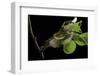 Saturnia Pyri (Giant Peacock Moth, Great Peacock Moth, Large Emperor Moth) - Caterpillar Spinning C-Paul Starosta-Framed Photographic Print