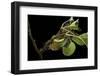 Saturnia Pyri (Giant Peacock Moth, Great Peacock Moth, Large Emperor Moth) - Caterpillar Spinning C-Paul Starosta-Framed Photographic Print