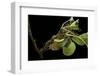 Saturnia Pyri (Giant Peacock Moth, Great Peacock Moth, Large Emperor Moth) - Caterpillar Spinning C-Paul Starosta-Framed Photographic Print