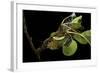 Saturnia Pyri (Giant Peacock Moth, Great Peacock Moth, Large Emperor Moth) - Caterpillar Spinning C-Paul Starosta-Framed Photographic Print