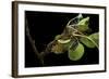 Saturnia Pyri (Giant Peacock Moth, Great Peacock Moth, Large Emperor Moth) - Caterpillar Spinning C-Paul Starosta-Framed Photographic Print