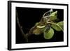 Saturnia Pyri (Giant Peacock Moth, Great Peacock Moth, Large Emperor Moth) - Caterpillar Spinning C-Paul Starosta-Framed Photographic Print