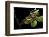 Saturnia Pyri (Giant Peacock Moth, Great Peacock Moth, Large Emperor Moth) - Caterpillar Spinning C-Paul Starosta-Framed Photographic Print