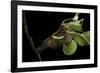 Saturnia Pyri (Giant Peacock Moth, Great Peacock Moth, Large Emperor Moth) - Cocoon-Paul Starosta-Framed Photographic Print