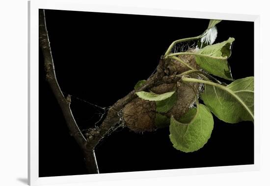 Saturnia Pyri (Giant Peacock Moth, Great Peacock Moth, Large Emperor Moth) - Cocoon-Paul Starosta-Framed Photographic Print