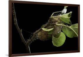 Saturnia Pyri (Giant Peacock Moth, Great Peacock Moth, Large Emperor Moth) - Cocoon-Paul Starosta-Framed Photographic Print