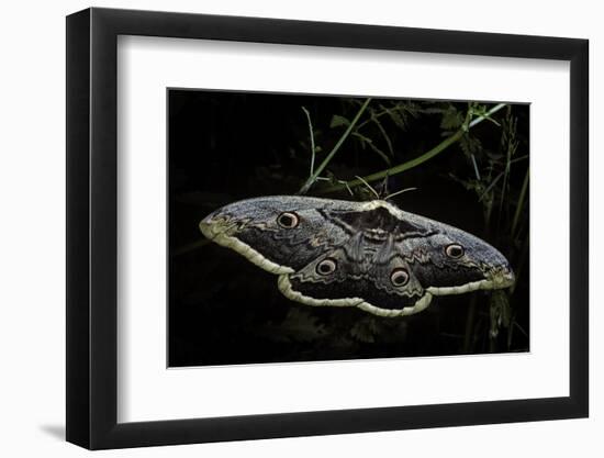 Saturnia Pyri (Giant Peacock Moth, Great Peacock Moth, Large Emperor Moth) - Female-Paul Starosta-Framed Photographic Print