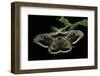 Saturnia Pyri (Giant Peacock Moth, Great Peacock Moth, Large Emperor Moth) - Male-Paul Starosta-Framed Photographic Print