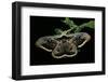 Saturnia Pyri (Giant Peacock Moth, Great Peacock Moth, Large Emperor Moth) - Male-Paul Starosta-Framed Photographic Print