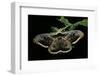 Saturnia Pyri (Giant Peacock Moth, Great Peacock Moth, Large Emperor Moth) - Male-Paul Starosta-Framed Photographic Print