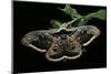 Saturnia Pyri (Giant Peacock Moth, Great Peacock Moth, Large Emperor Moth) - Male-Paul Starosta-Mounted Photographic Print