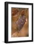 Saturniid moth (Automeris excreta) female, Guatemala-Robert Thompson-Framed Photographic Print