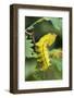 Saturniid moth (Eacles ormondei) caterpillar, Izabal, Guatemala, Central America-Robert Thompson-Framed Photographic Print