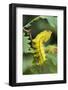 Saturniid moth (Eacles ormondei) caterpillar, Izabal, Guatemala, Central America-Robert Thompson-Framed Photographic Print