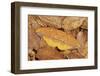 Saturniid moth (Eacles ormondei), female camouflaged in leaf litter. Izabal, Guatemala.-Robert Thompson-Framed Photographic Print